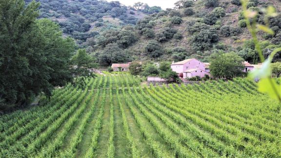 HISTÓRICA PROPIEDAD CON BODEGA Y PRODUCCIÓN VINÍCOLA.