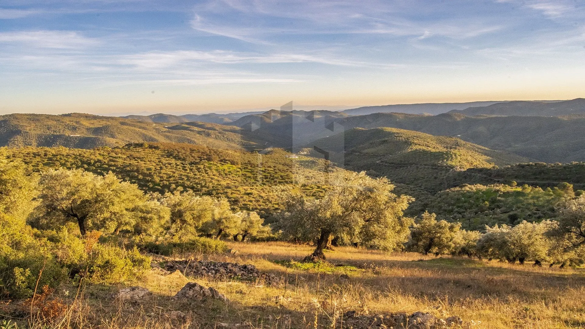 EN UN MAR DE OLIVOS, CON VISTAS INFINITAS