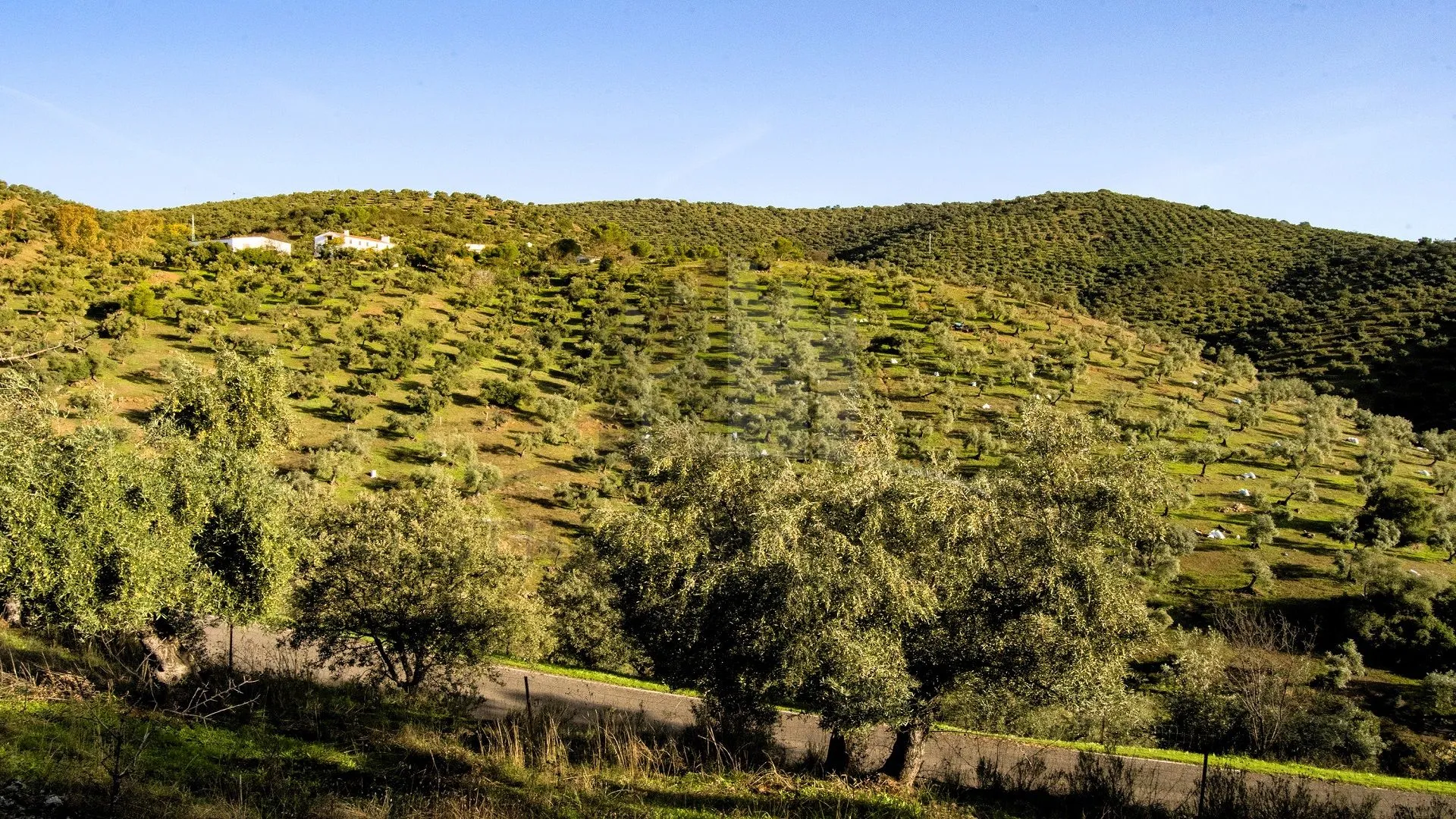 EN UN MAR DE OLIVOS, CON VISTAS INFINITAS